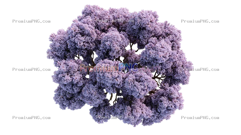 3D render of a top view of a blooming lilac tree completely isolated on a white background. This vib