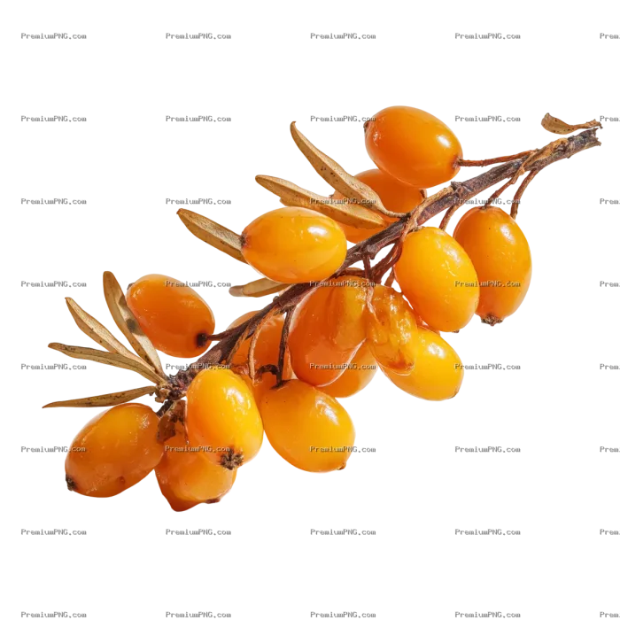 A real shot of sea buckthorn fruit, captured by a Canon camera, in a studio, isolated on a white bac