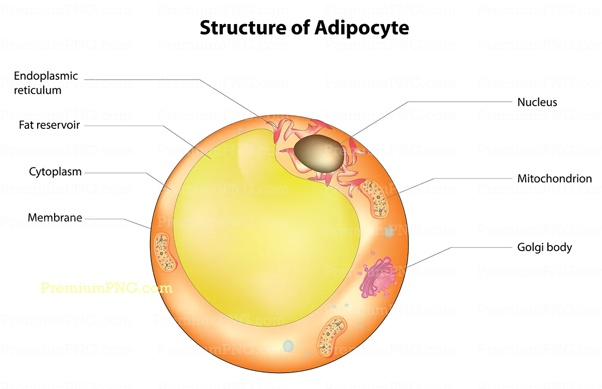 Adipocyte Diagram Vector – Free & Premium Fat Cell Vector Graphics