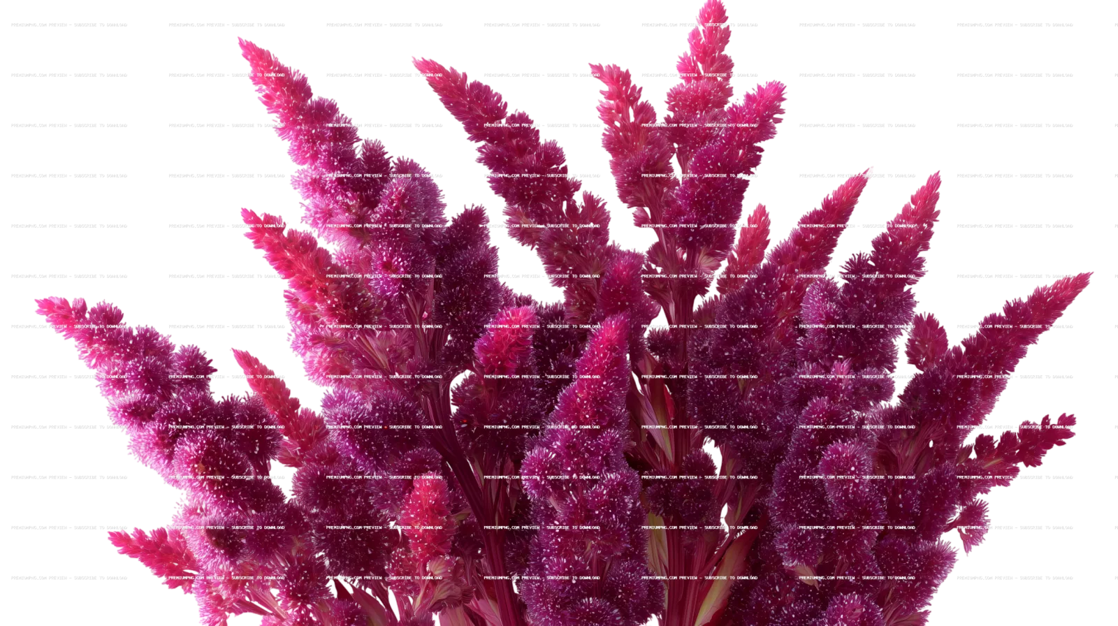 amaranth flower cluster PNG on pristine white background