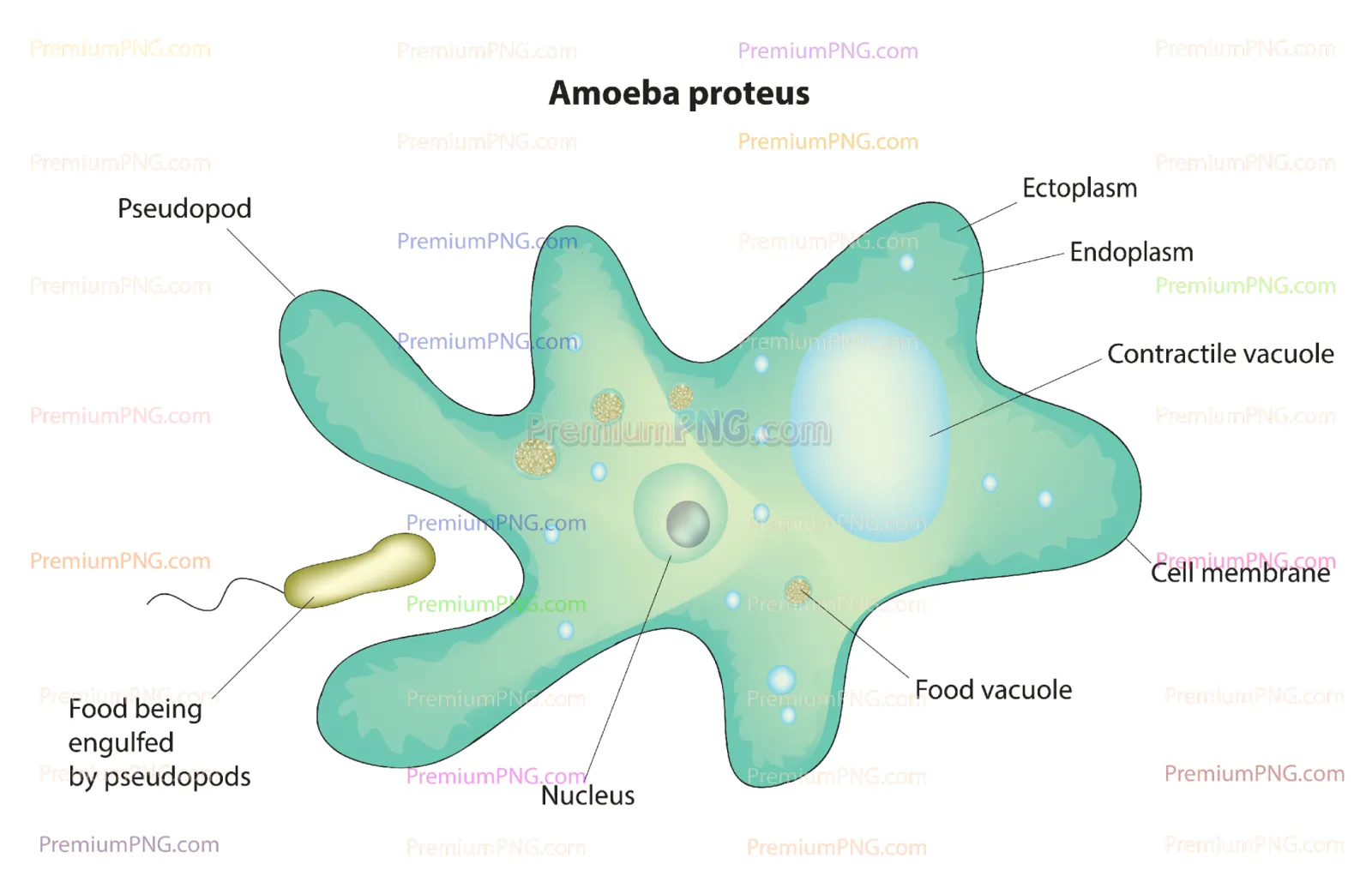 Anatomy of Amoeba cell