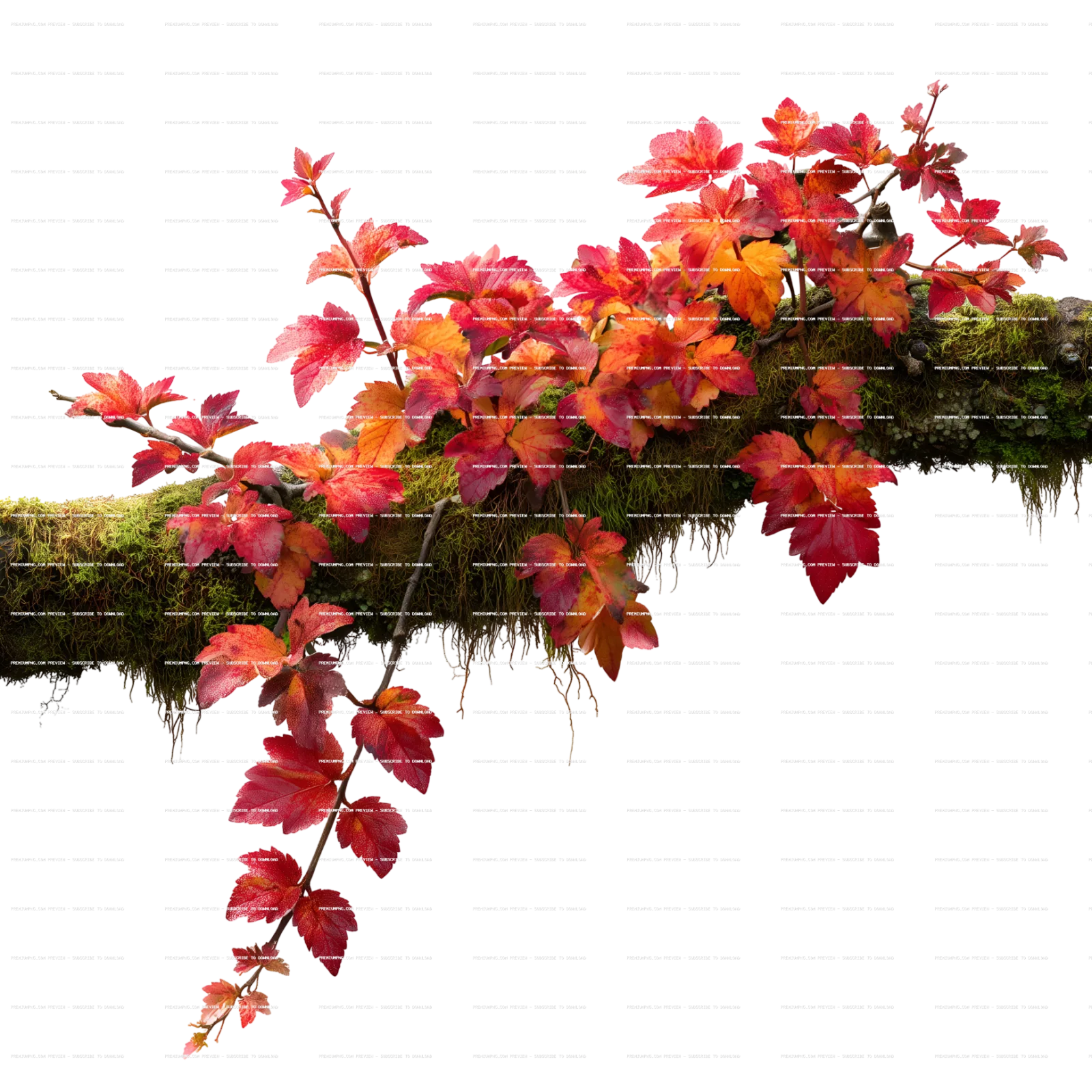 Autumn vine branch with red leaves illustration isolated on moss covered tree branch