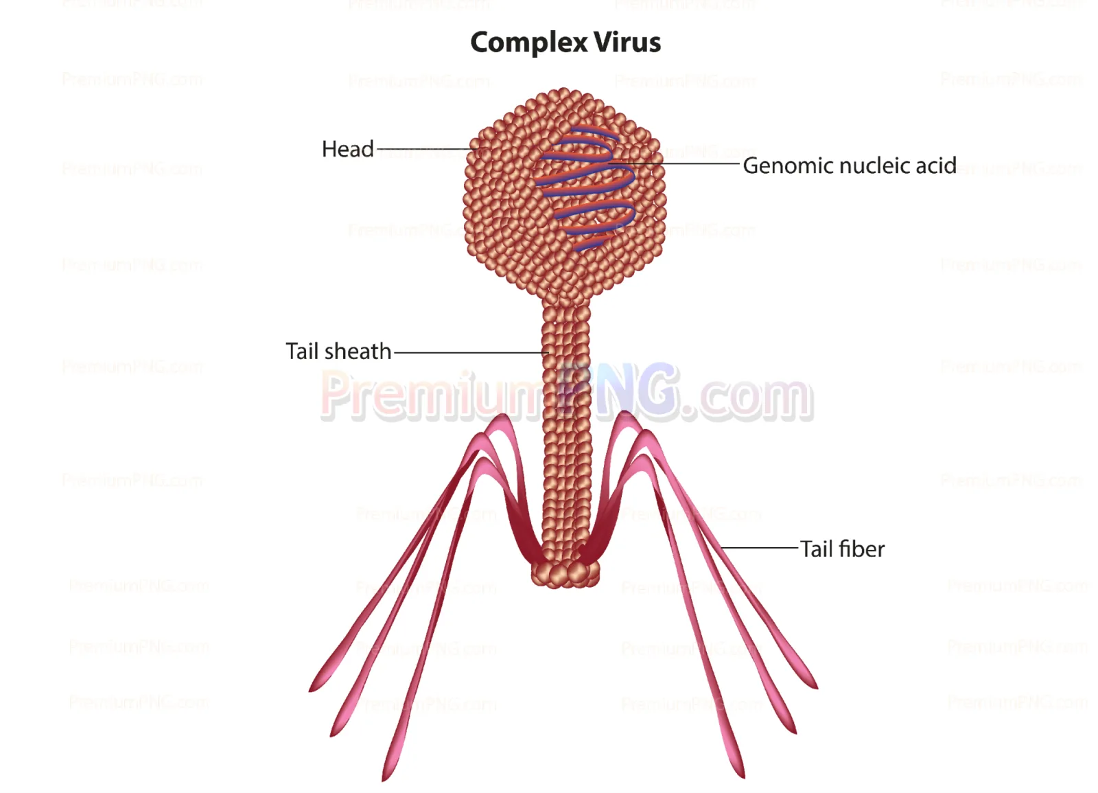 Bacteriophage structure