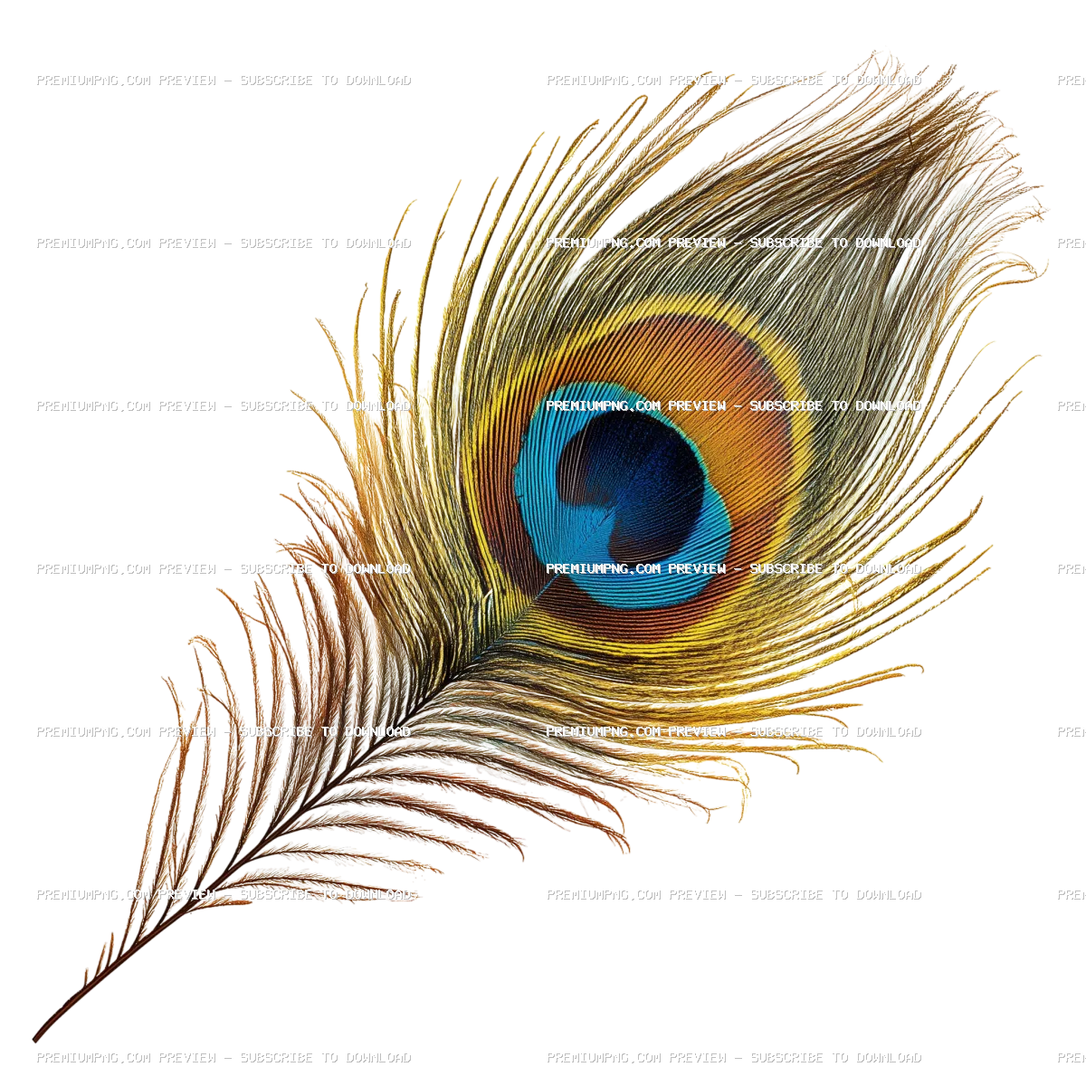 Beautiful peacock feather isolated
