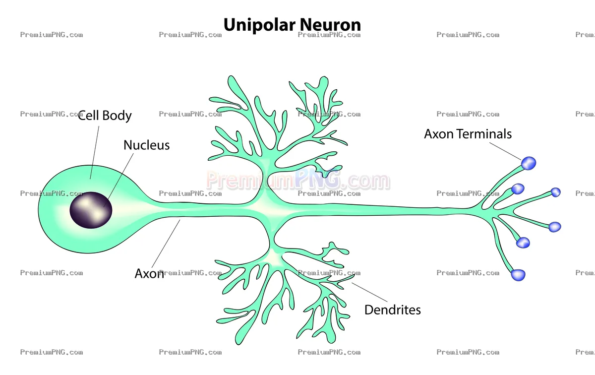 Biological structure of Unipolar neuron