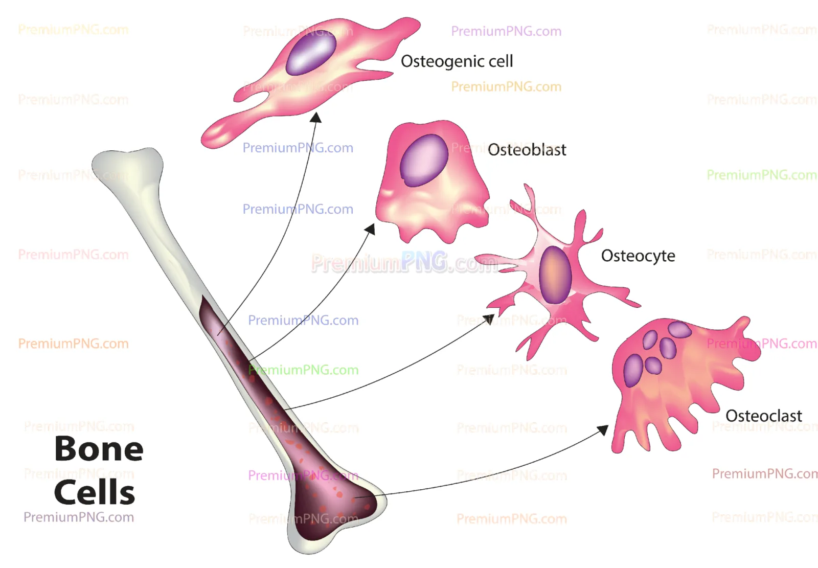 Bone cells