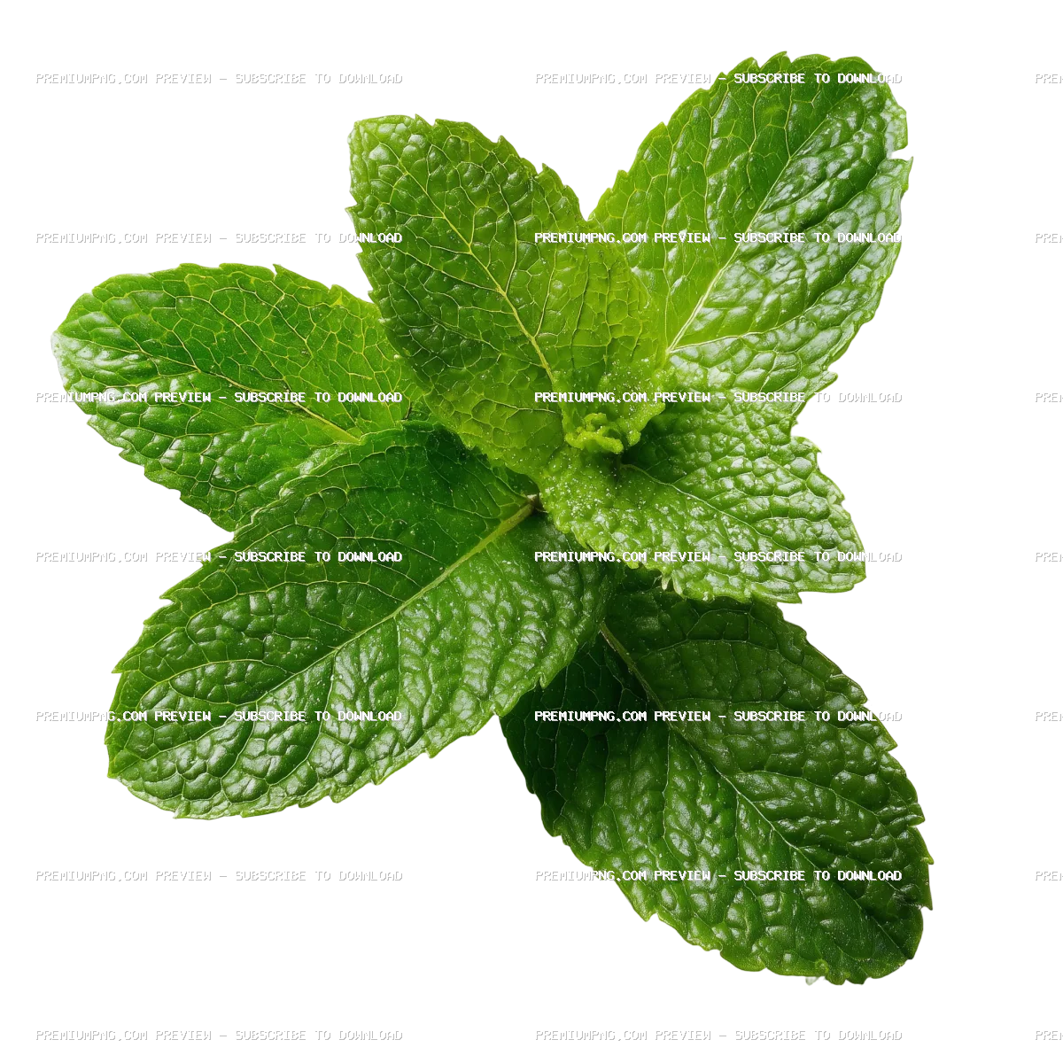 Close-up of fresh green mint leaves isolated on transparent