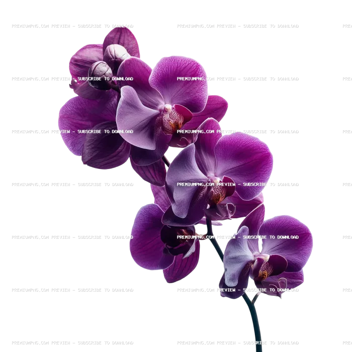 Dark purple orchid isolated on white background