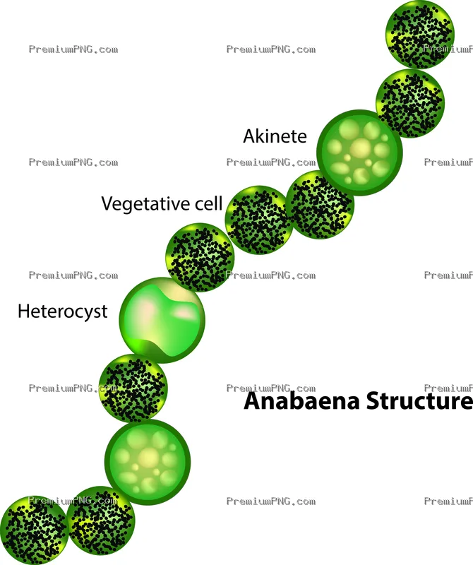 Download scalable Anabaena cyanobacteria vector graphics and illustrations. Ideal for microbiology,