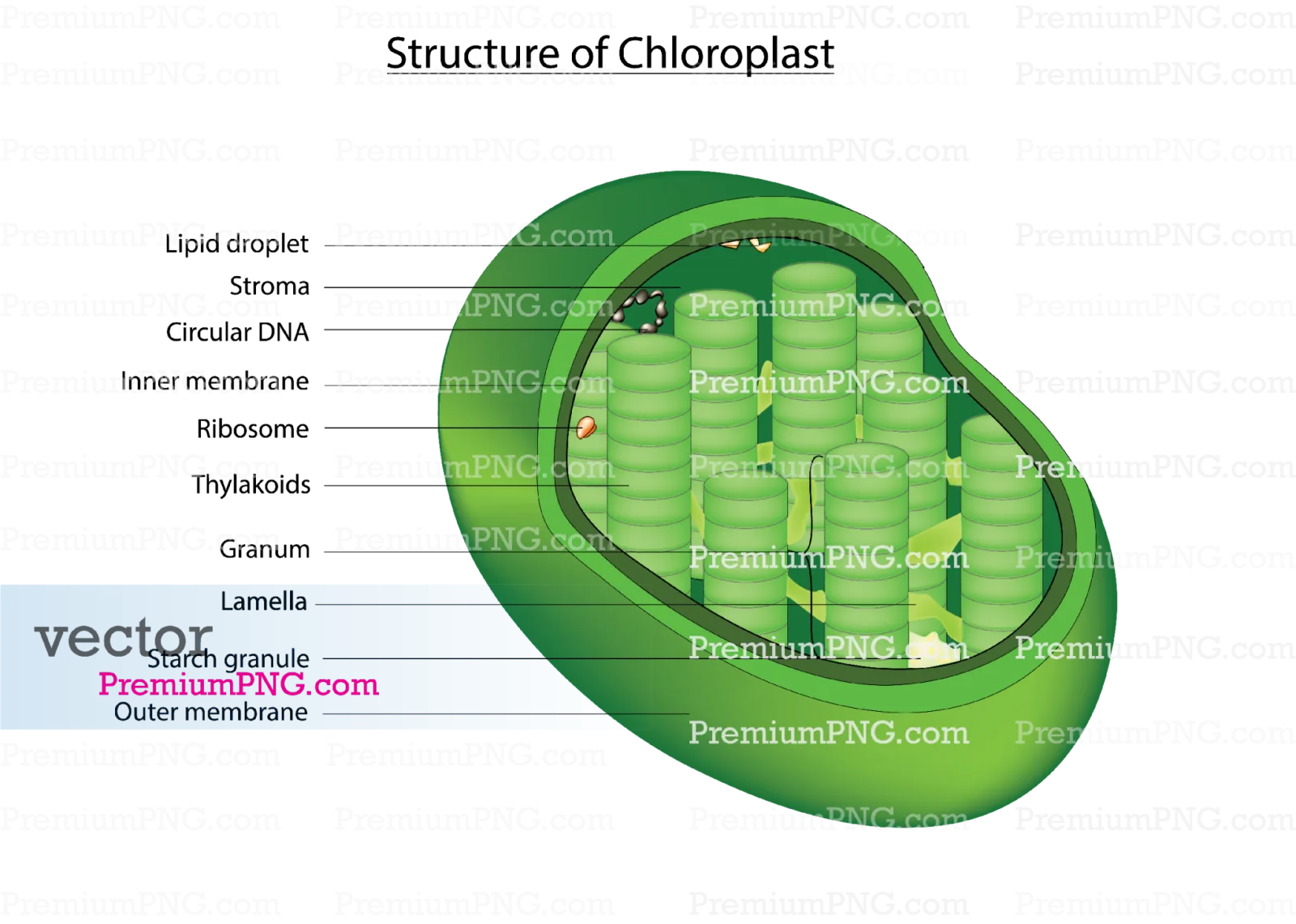 Download scalable chloroplast vector graphics and detailed cell diagrams. Ideal for biology textbook