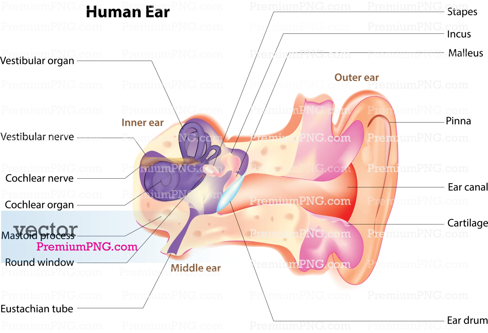 Explore royalty-free human ear vectors, detailed medical diagrams, & audiology icons. Scalable, edit