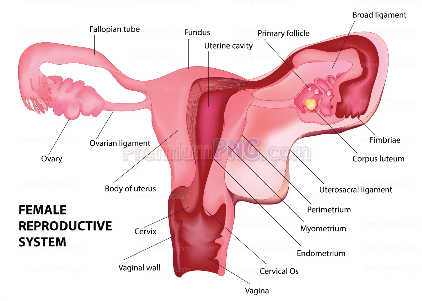 Female Reproductive System Vector | High-Quality Medical Illustrations & Stock Artwork