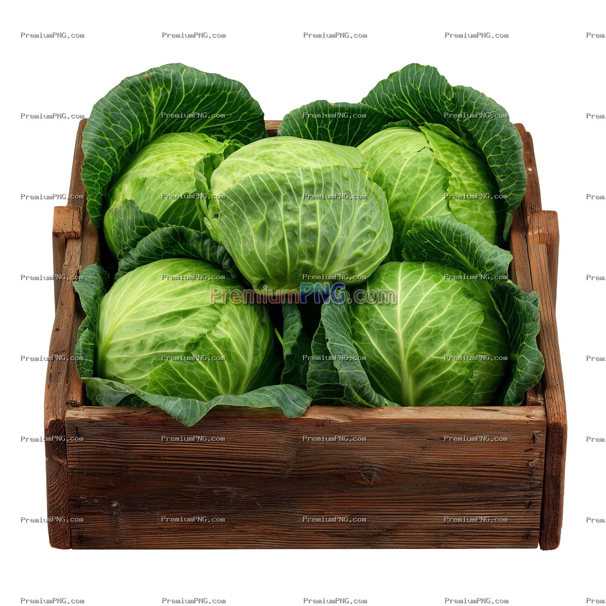 Fresh green cabbages stacked in a wooden crate isolated