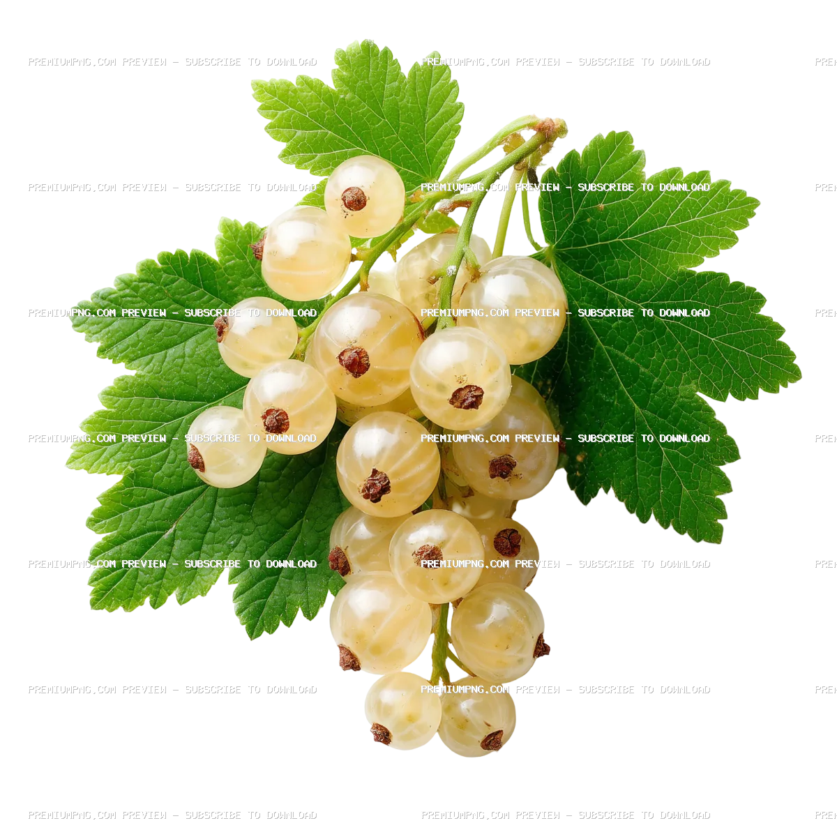 Fresh Ripe White Currants with Green Leaves Isolated on Transparent Background