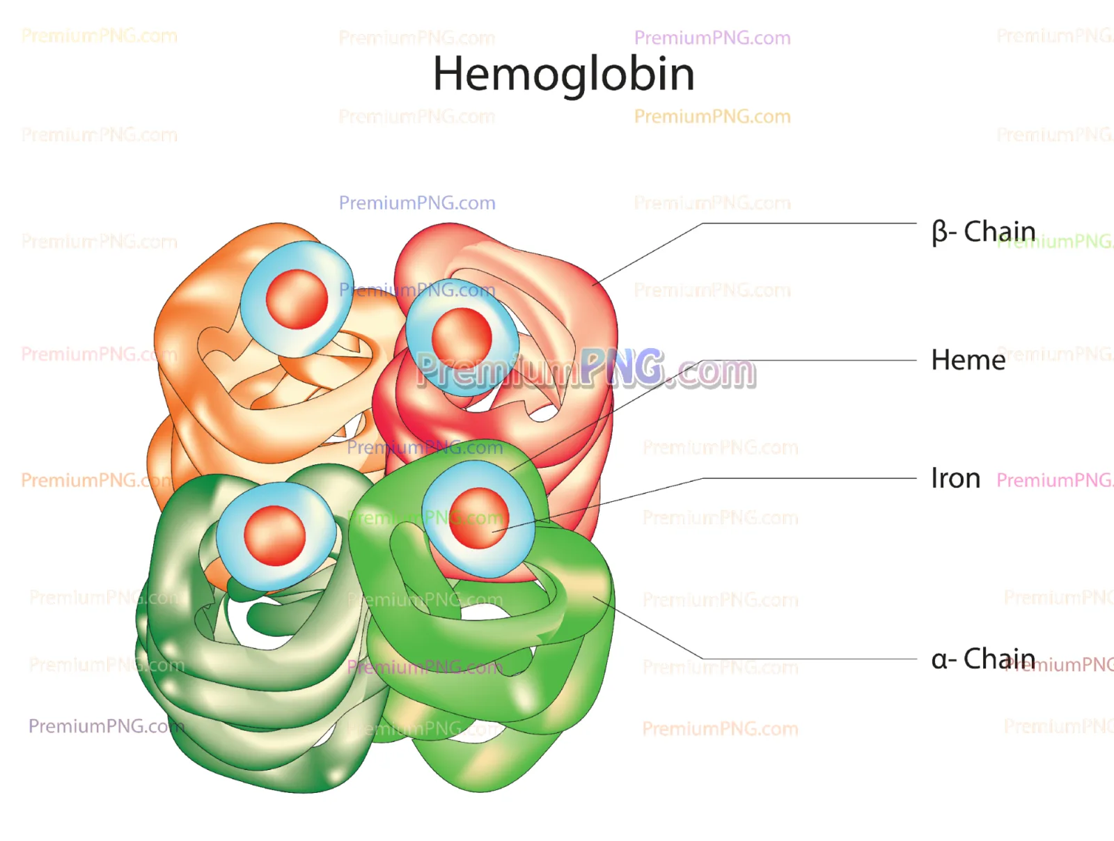 Hemoglobin Structure Vector Diagram | Hemoglobin Protein Molecule EPS Vector