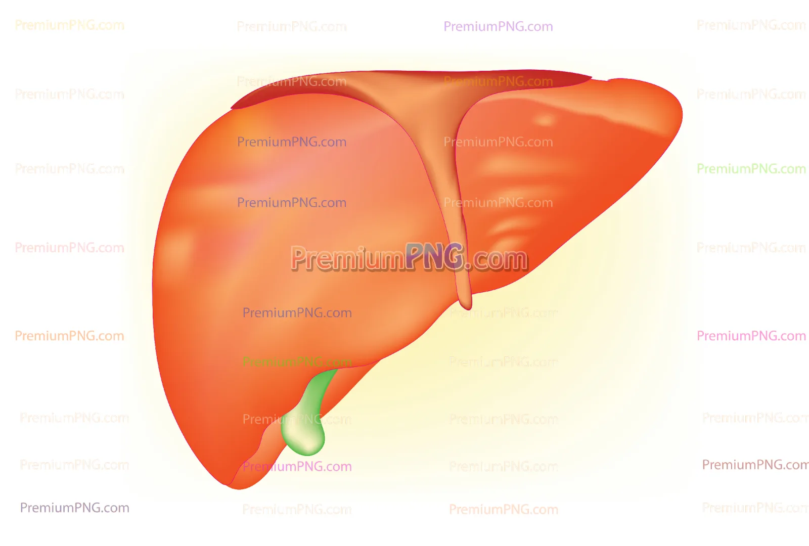 Human Liver Anatomy EPS Vector Illustration – Medical Organ Diagram for Healthcare and Education