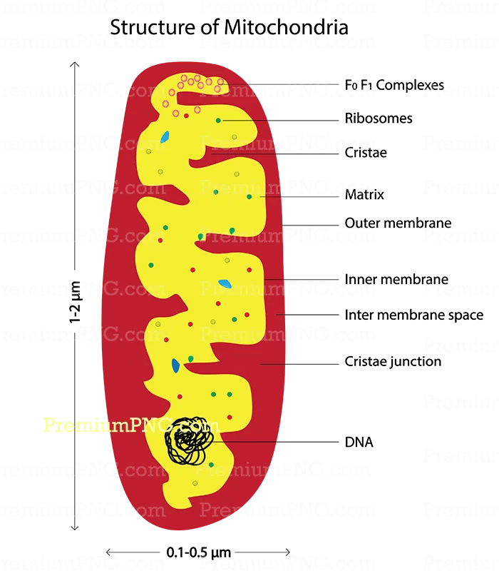 Detailed Anatomy of Mitochondrion Diagram | Labeled High-Resolution Vector