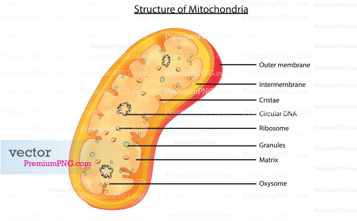 Royalty-free mitochondria structure vector graphics & detailed cellular biology diagrams. Editable