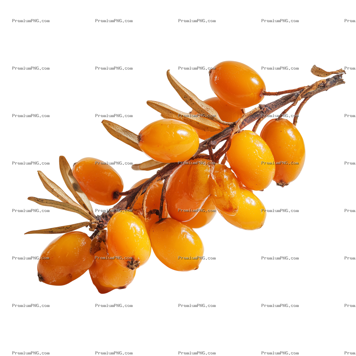 A real shot of sea buckthorn fruit, captured by a Canon camera, in a studio, isolated on a white bac