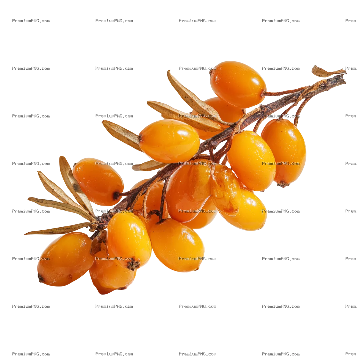 A real shot of sea buckthorn fruit, captured by a Canon camera, in a studio, isolated on a white bac