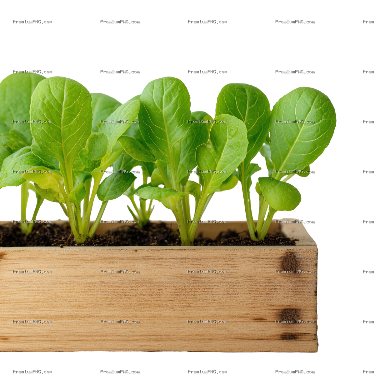 Young leafy green plants growing in a wooden planter box