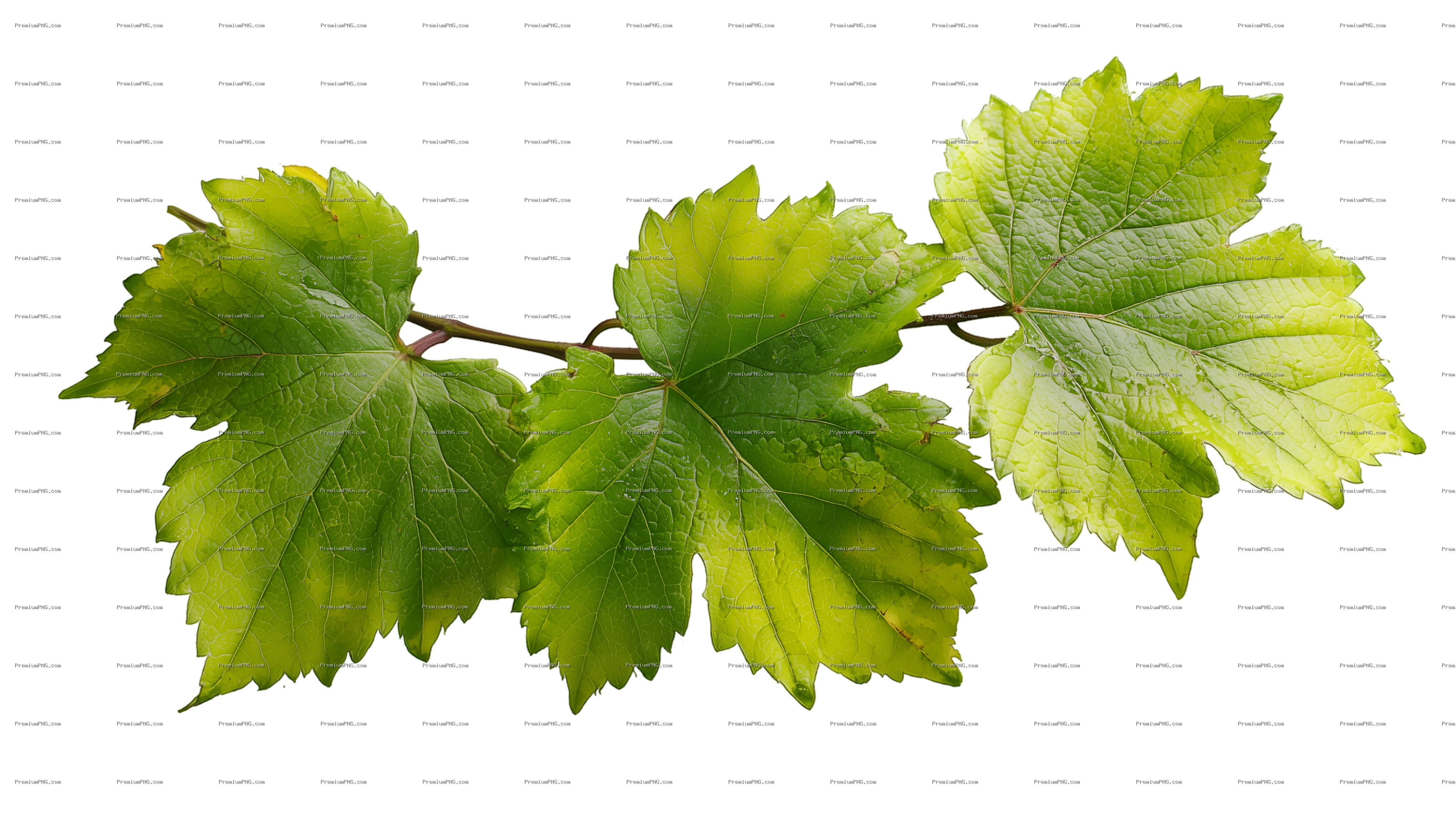 Vibrant Green Wild Grape Vine Leaves Isolated