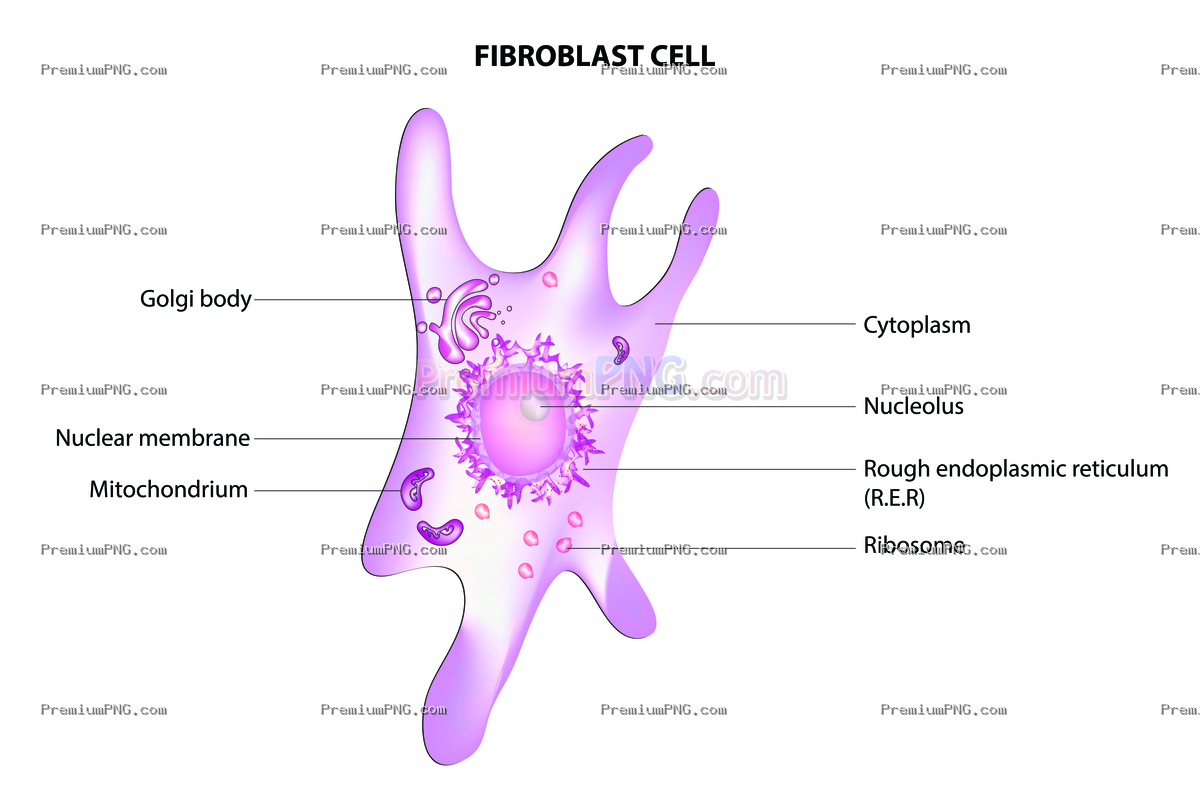 Fibroblast Vector EPS PNG - Premium Transparent Background Graphic