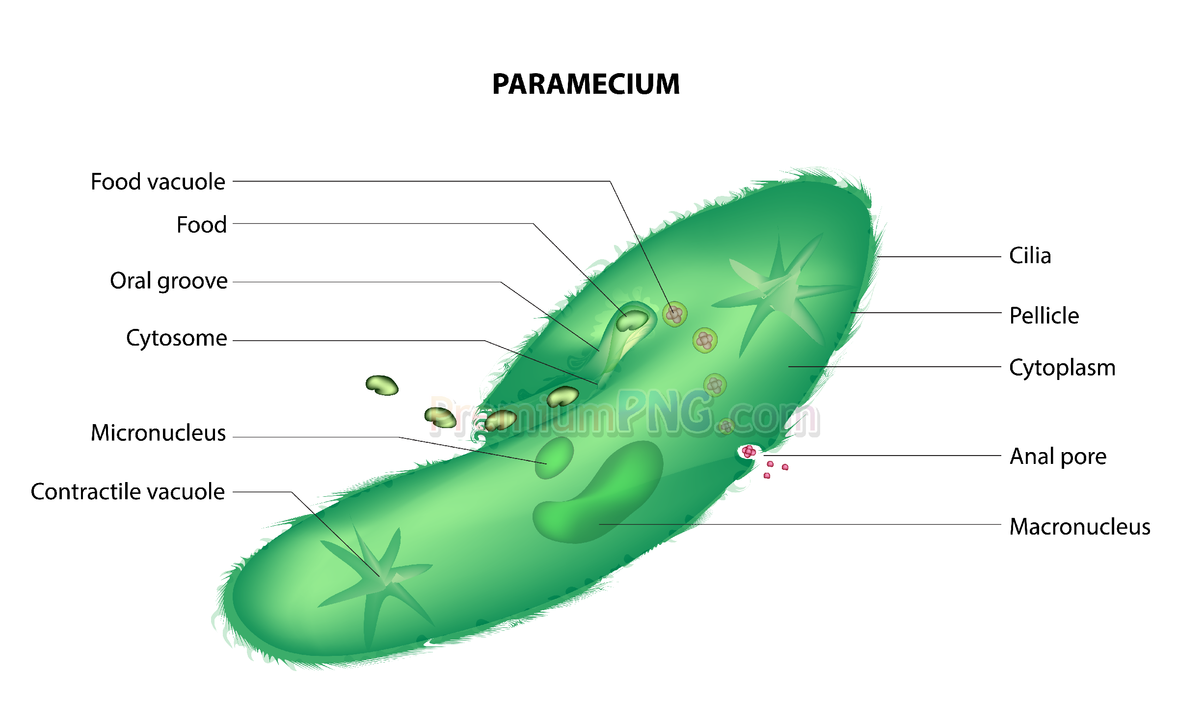 Royalty free paramecium vector eps
