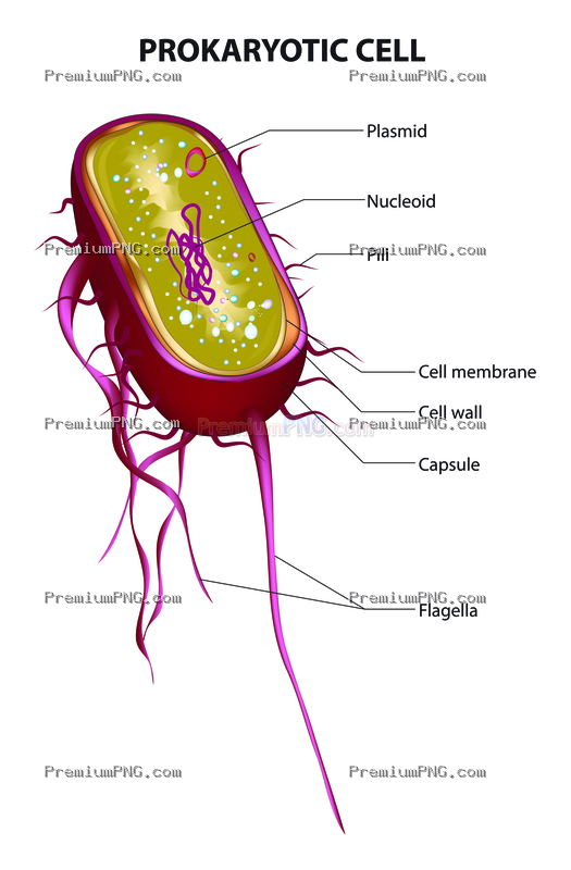 Labeled Prokaryotic Cell Diagram Vector | Educational Biology EPS Clipart