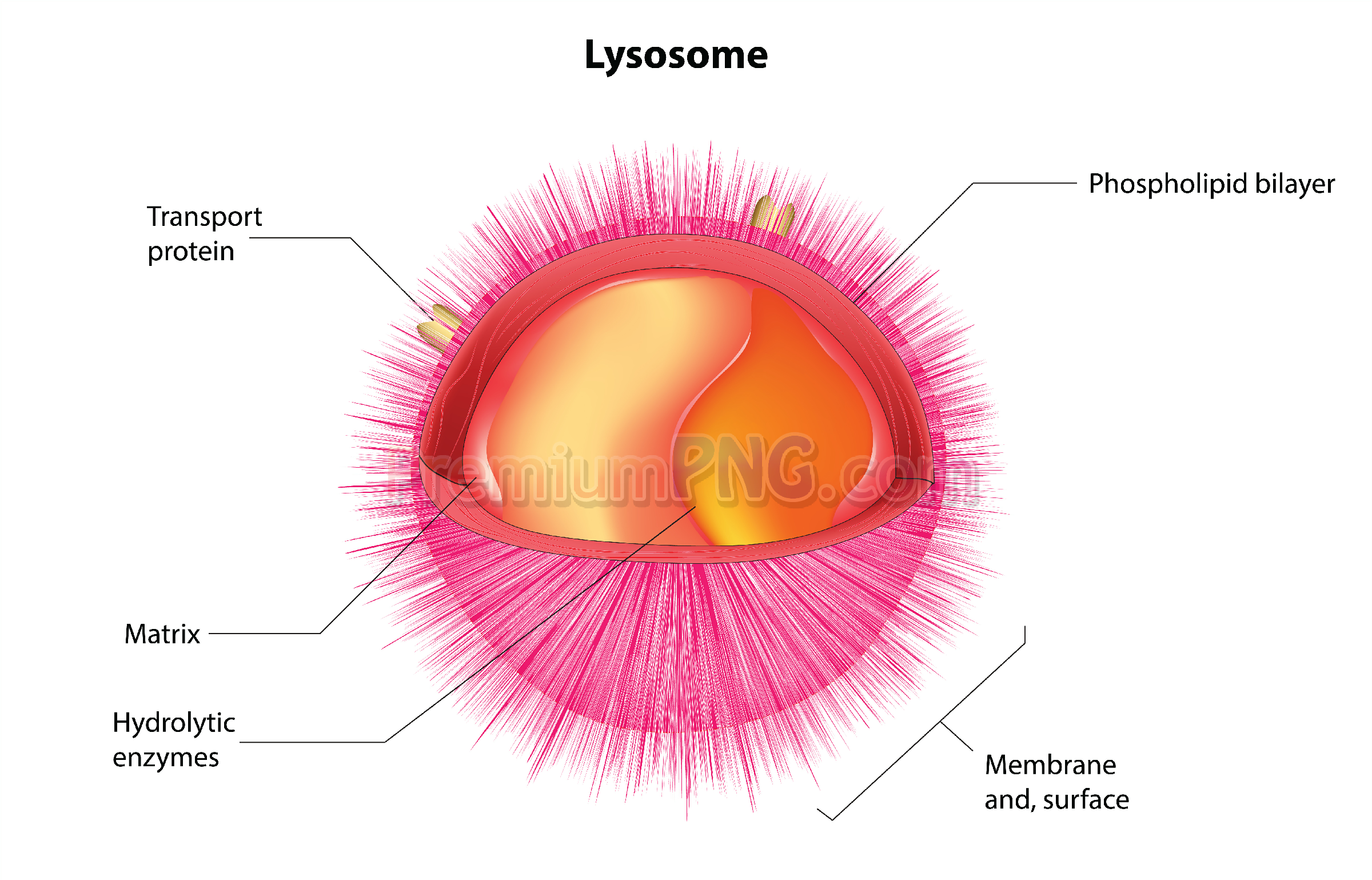 Vector Lysosome Diagram – Detailed Cell Organelle Anatomy EPS & Vector Art