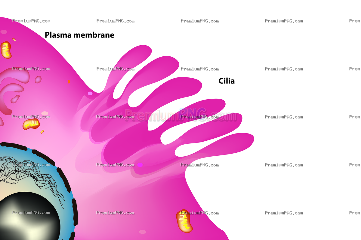 Detailed Cilia Structure Vector Diagram | EPS & High-Res PNG Stock