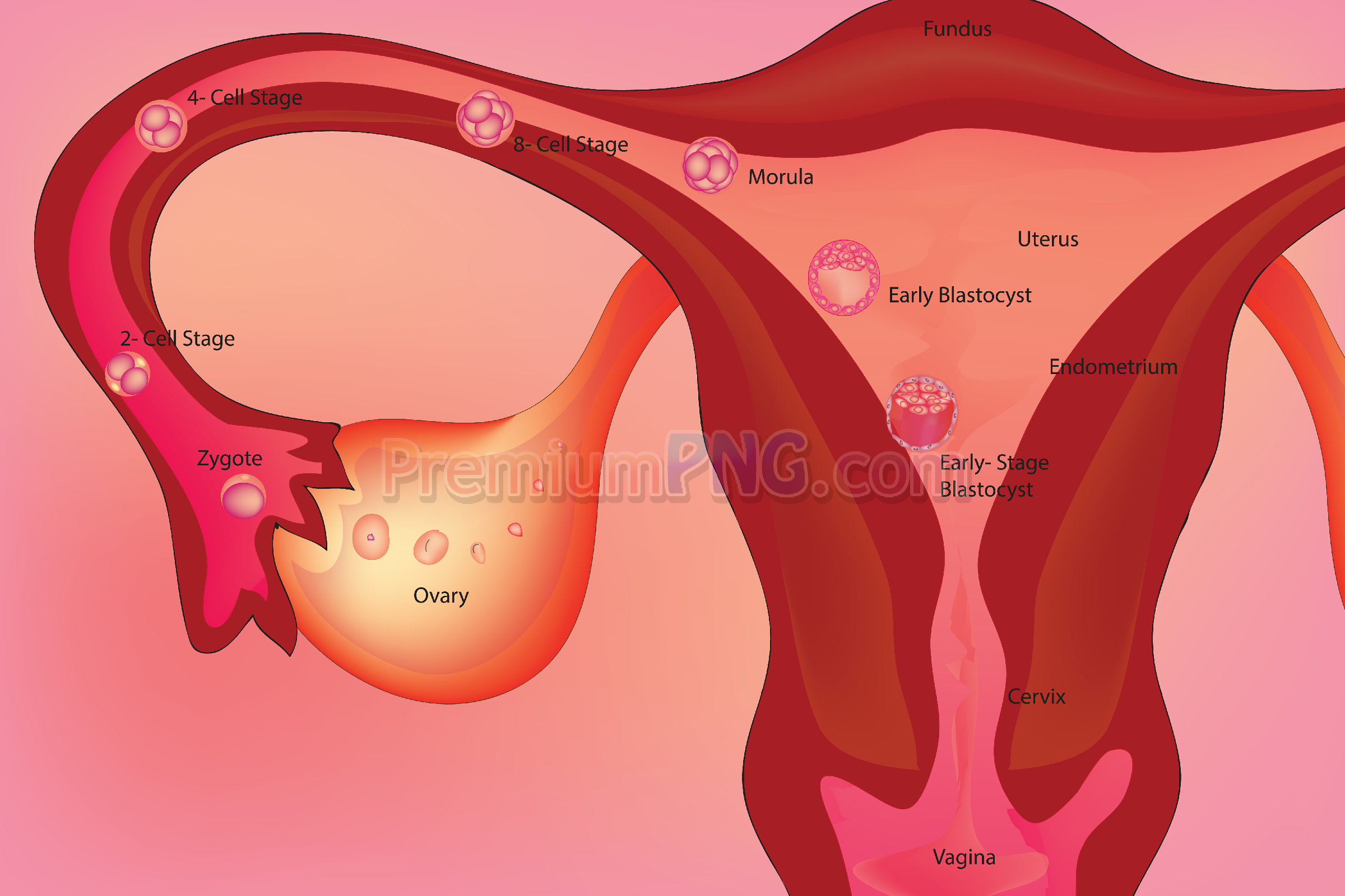 Vector Illustration of Human Embryonic Development in the Female Reproductive System