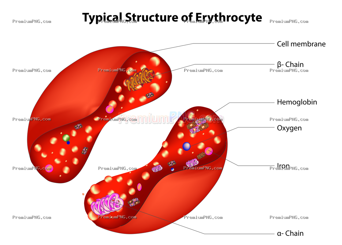 3D Vector Erythrocyte Diagram & Inside View | Red Blood Cell Anatomy EPS