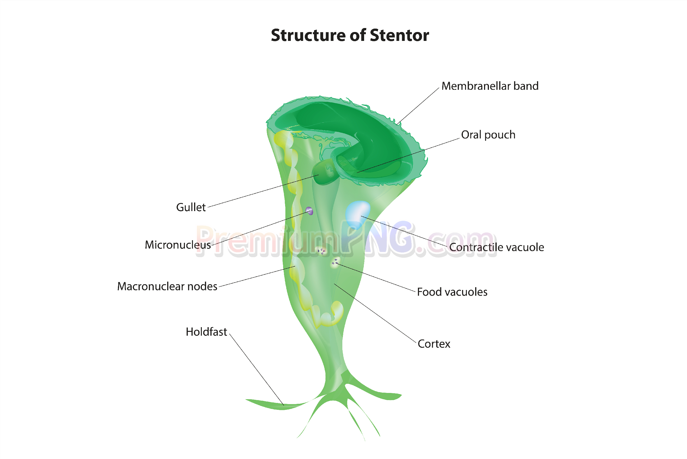 Detailed Vector Structure of Stentor Diagram | Scientific Microorganism EPS & PNG