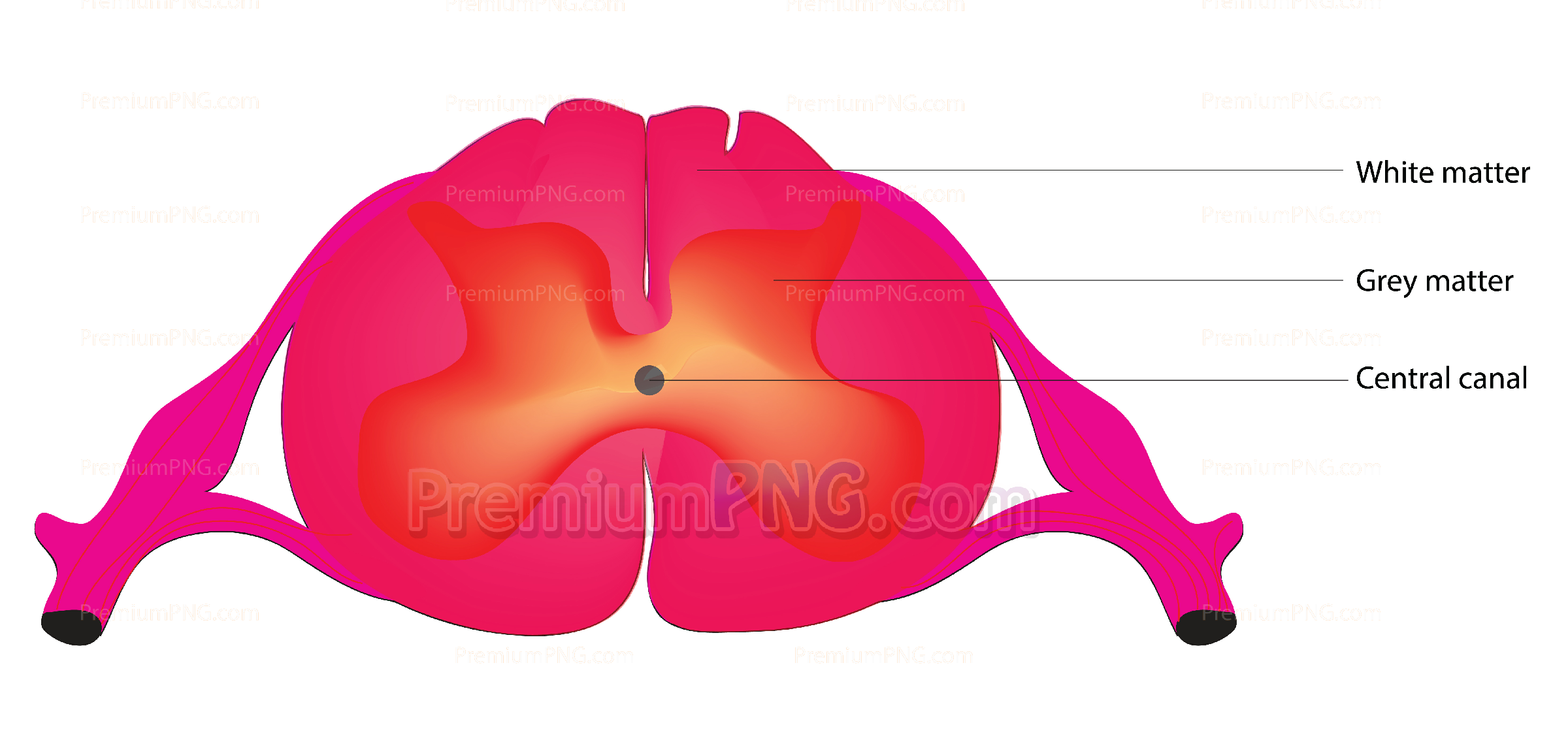 Human Spinal Cord Cross Section Vector - Detailed Anatomy Diagram Stock Vector