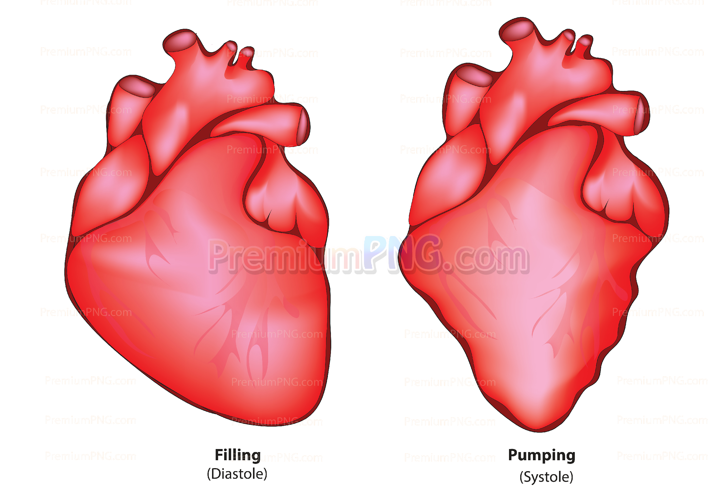Difference Between Systole and Diastole Vector Diagram | Medical Illustration