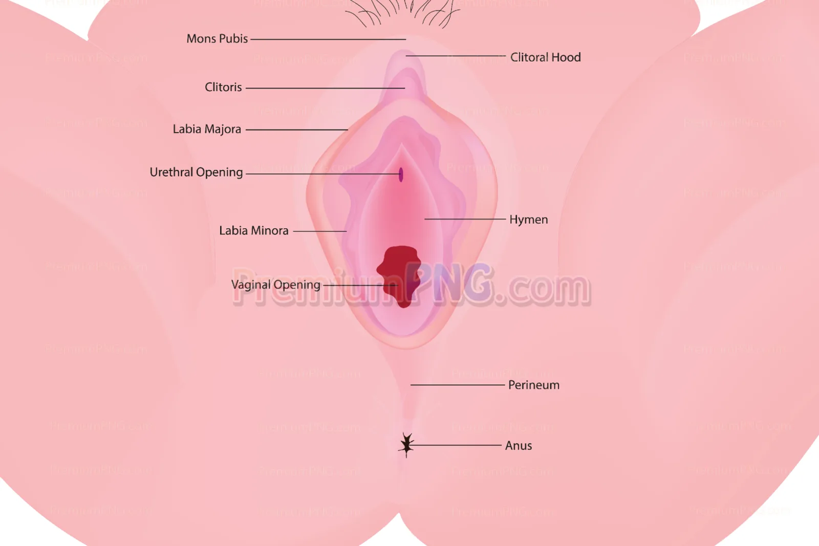 Female External Genital Organs Vector – Vulva Anatomy & Educational Graphics