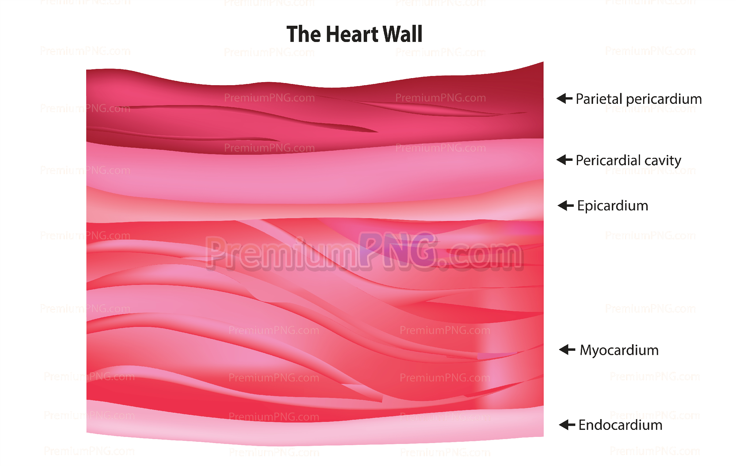 Layers of the Heart Wall Vector Diagram – Endocardium, Myocardium & Epicardium Medical Stock Illustr