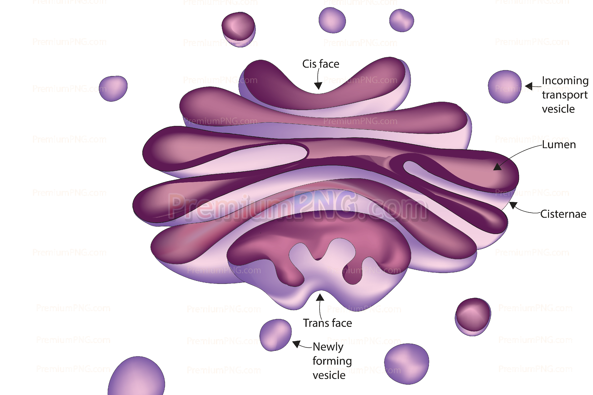 Structure of Golgi body
