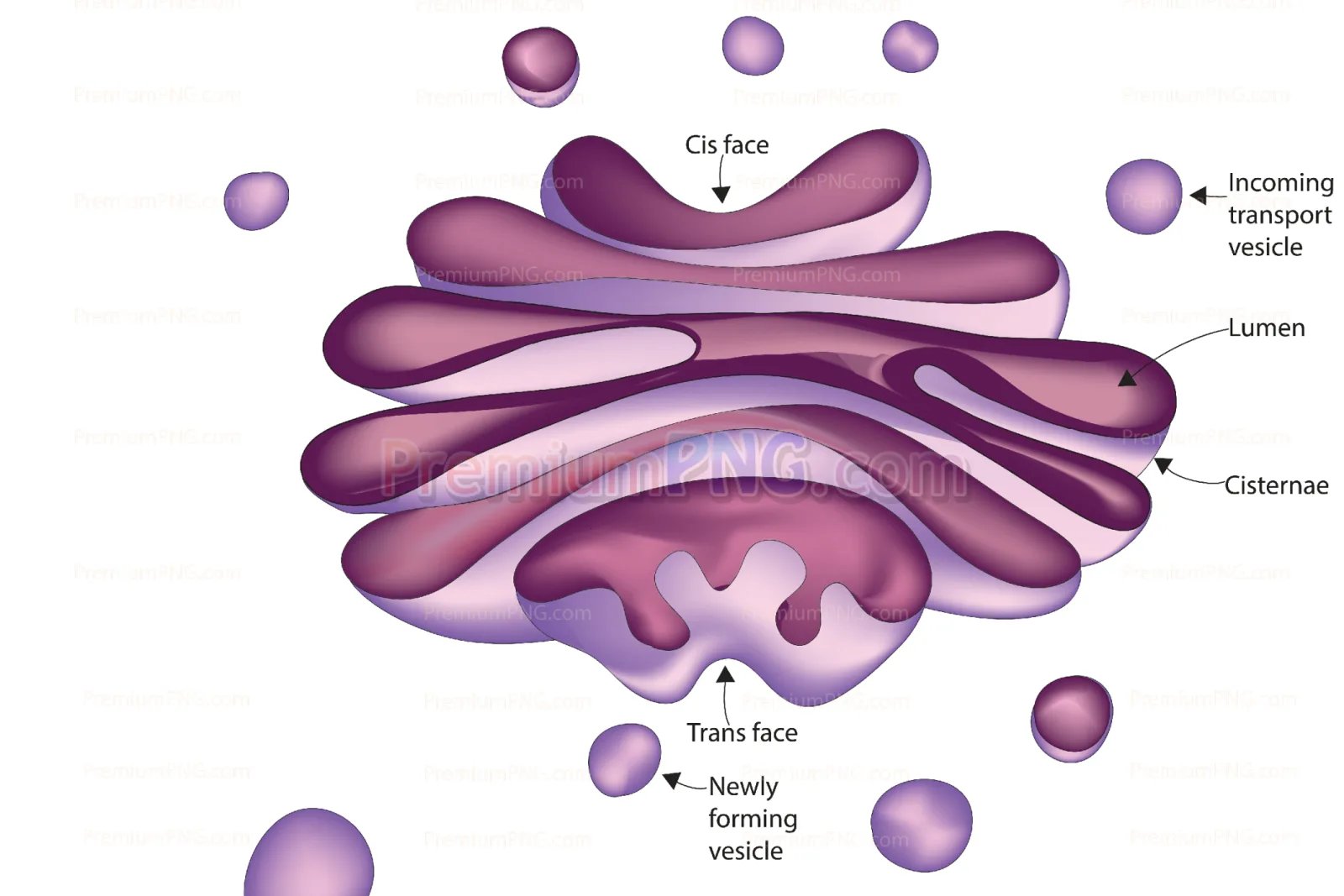Structure of Golgi body