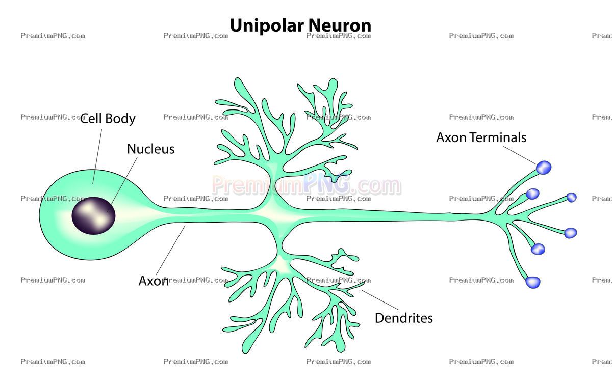 Biological structure of Unipolar neuron