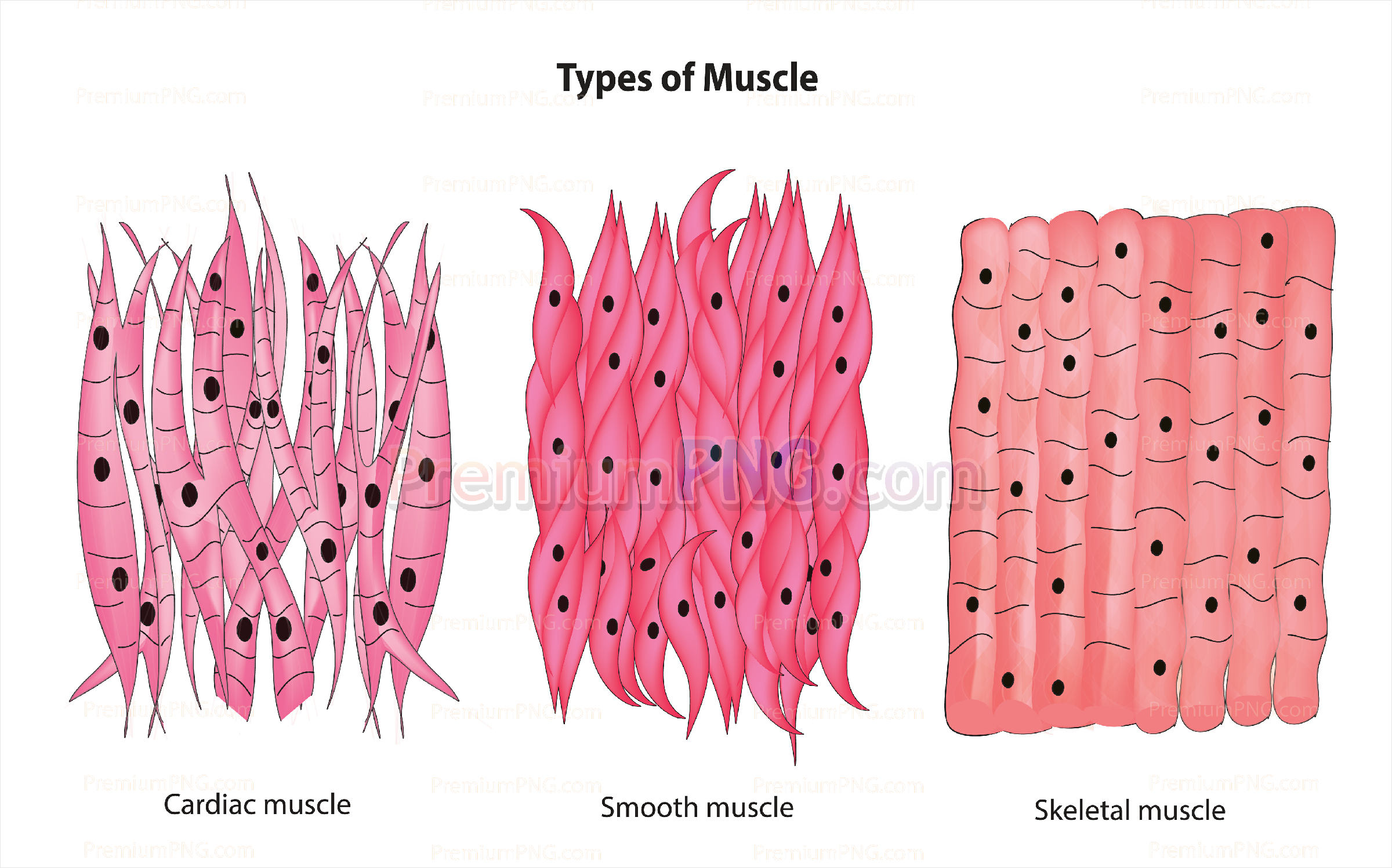 Types of muscles in human body