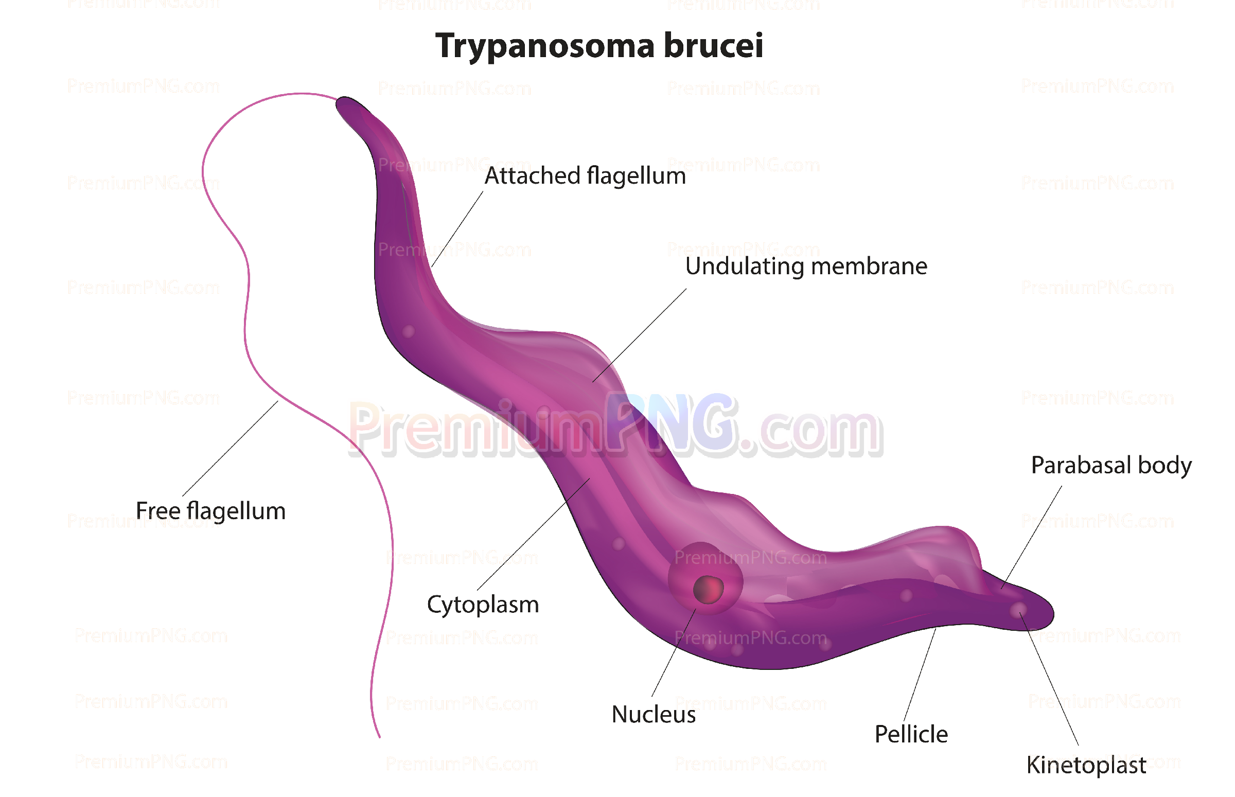 Trypanosoma brucei vector eps