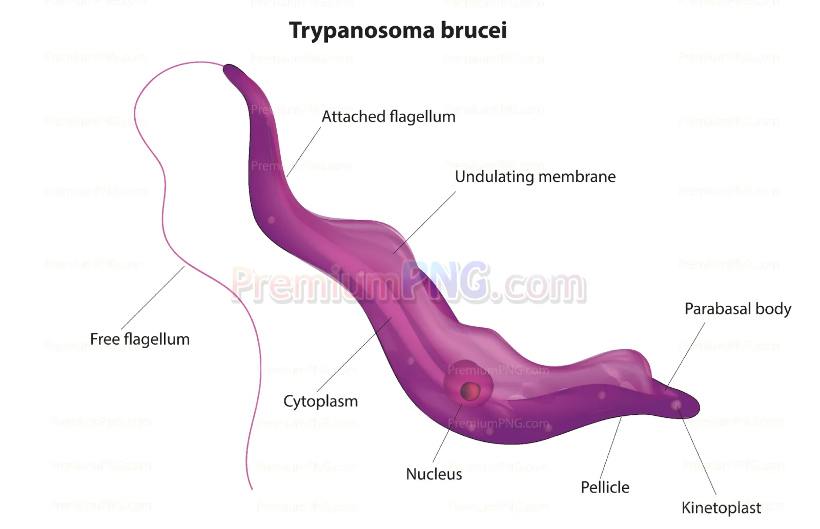 Trypanosoma brucei vector eps