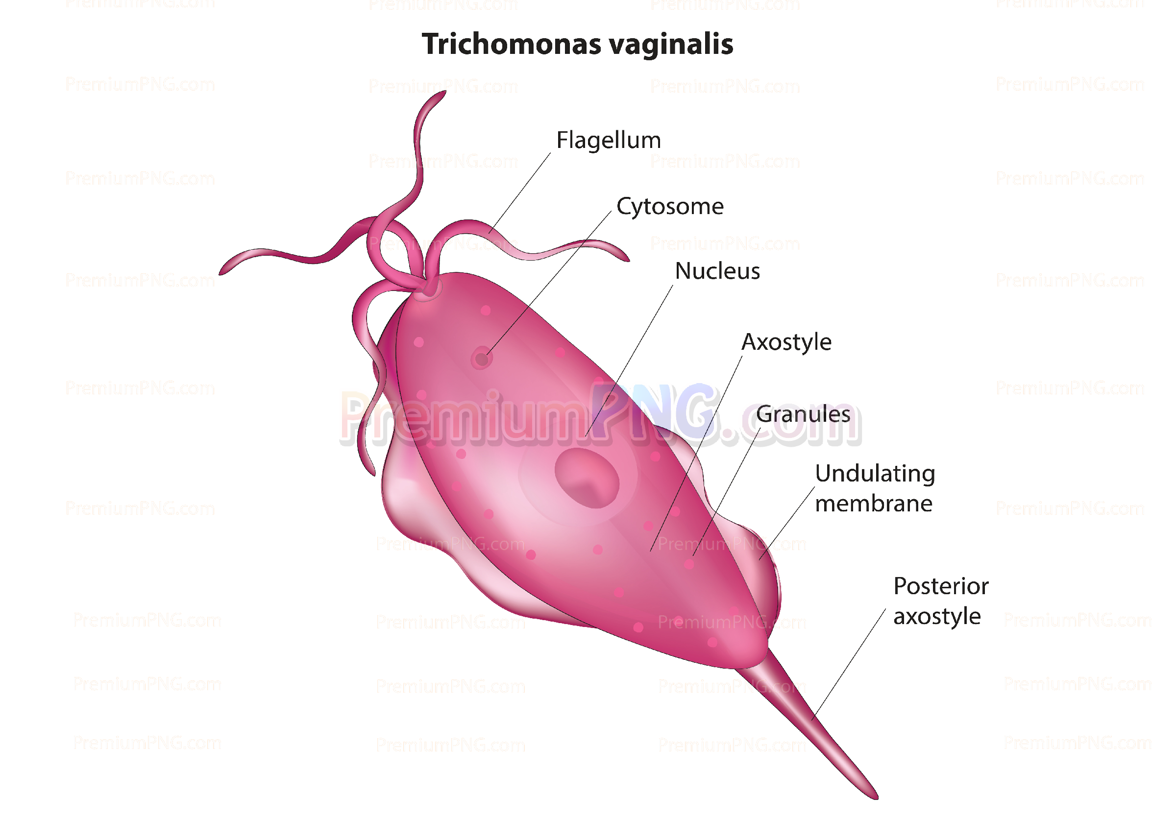 Anatomy of Trichomonas vaginalis - Trichomonas vaginalis vector eps