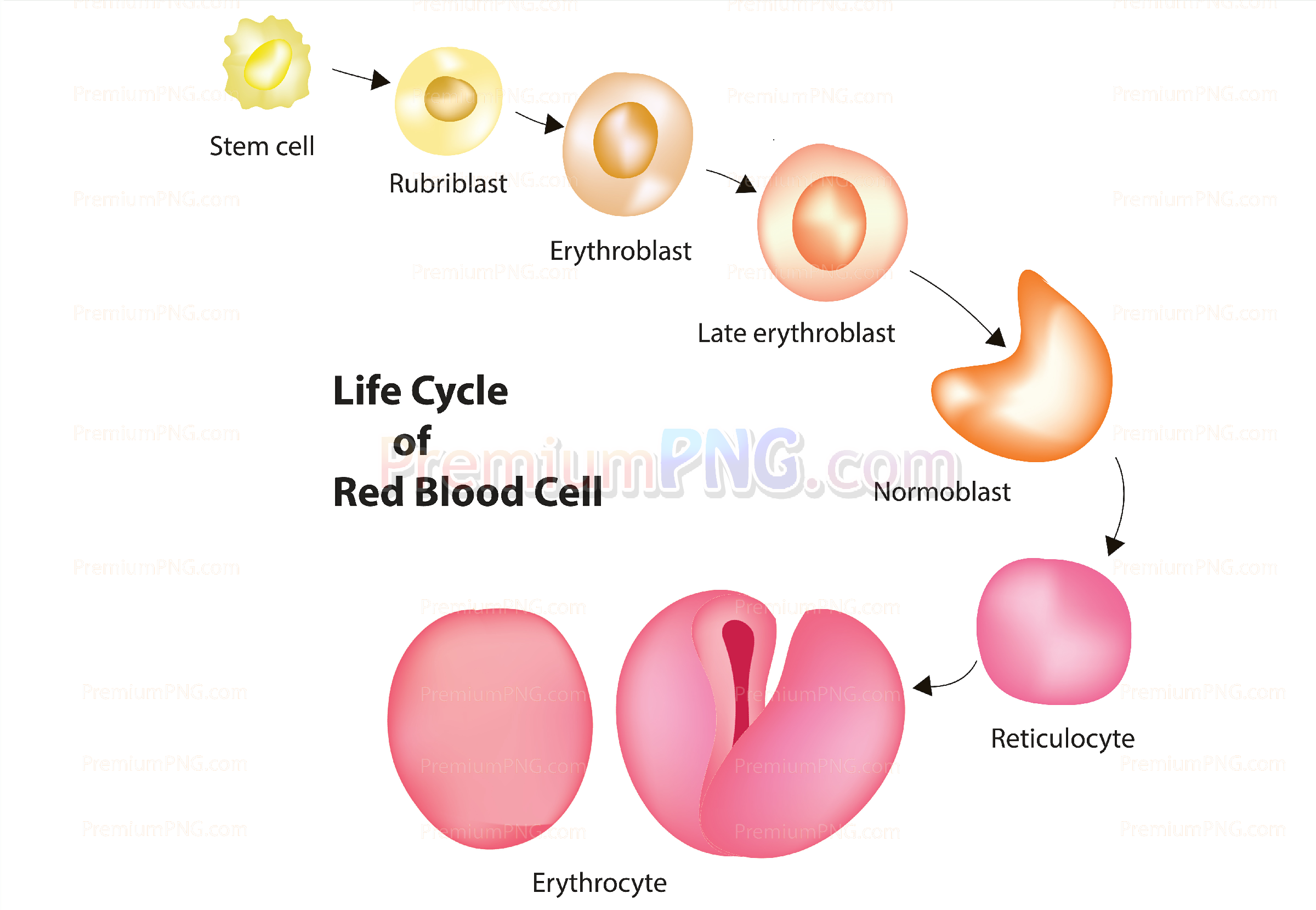 Life Cycle Of Red Blood Cell