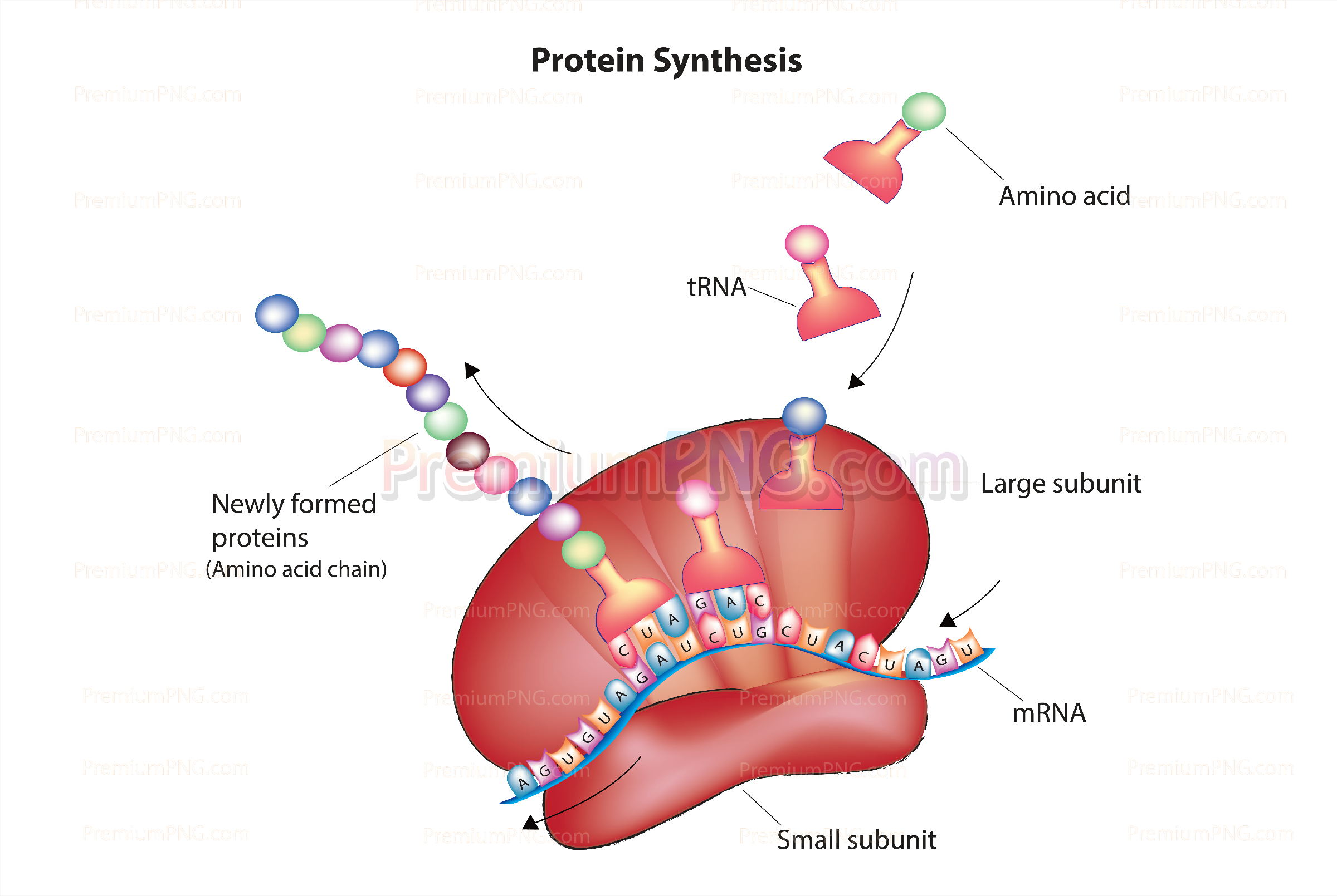 Protein synthesis vector eps