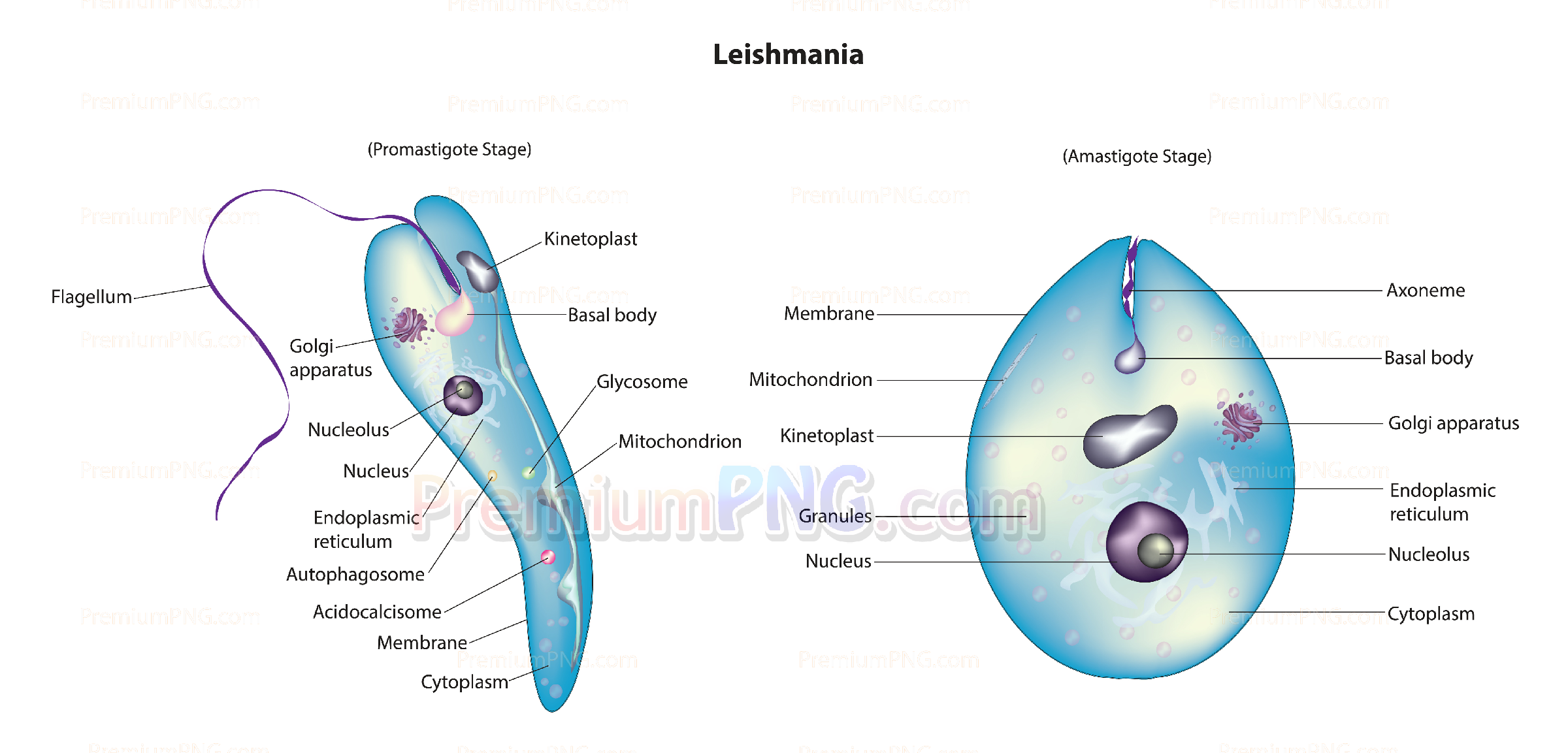 Leishmania Stages