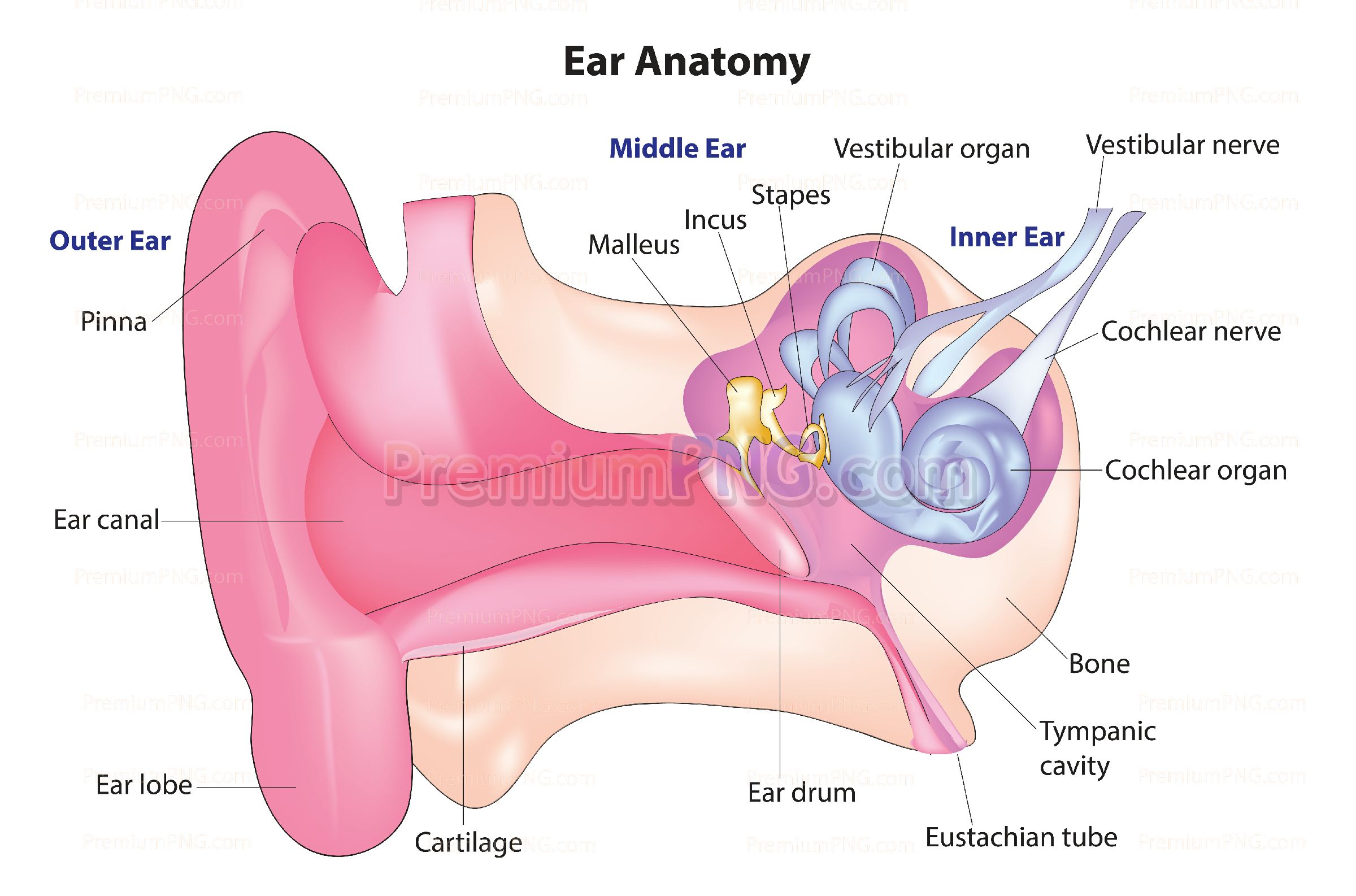 Human ear vector eps