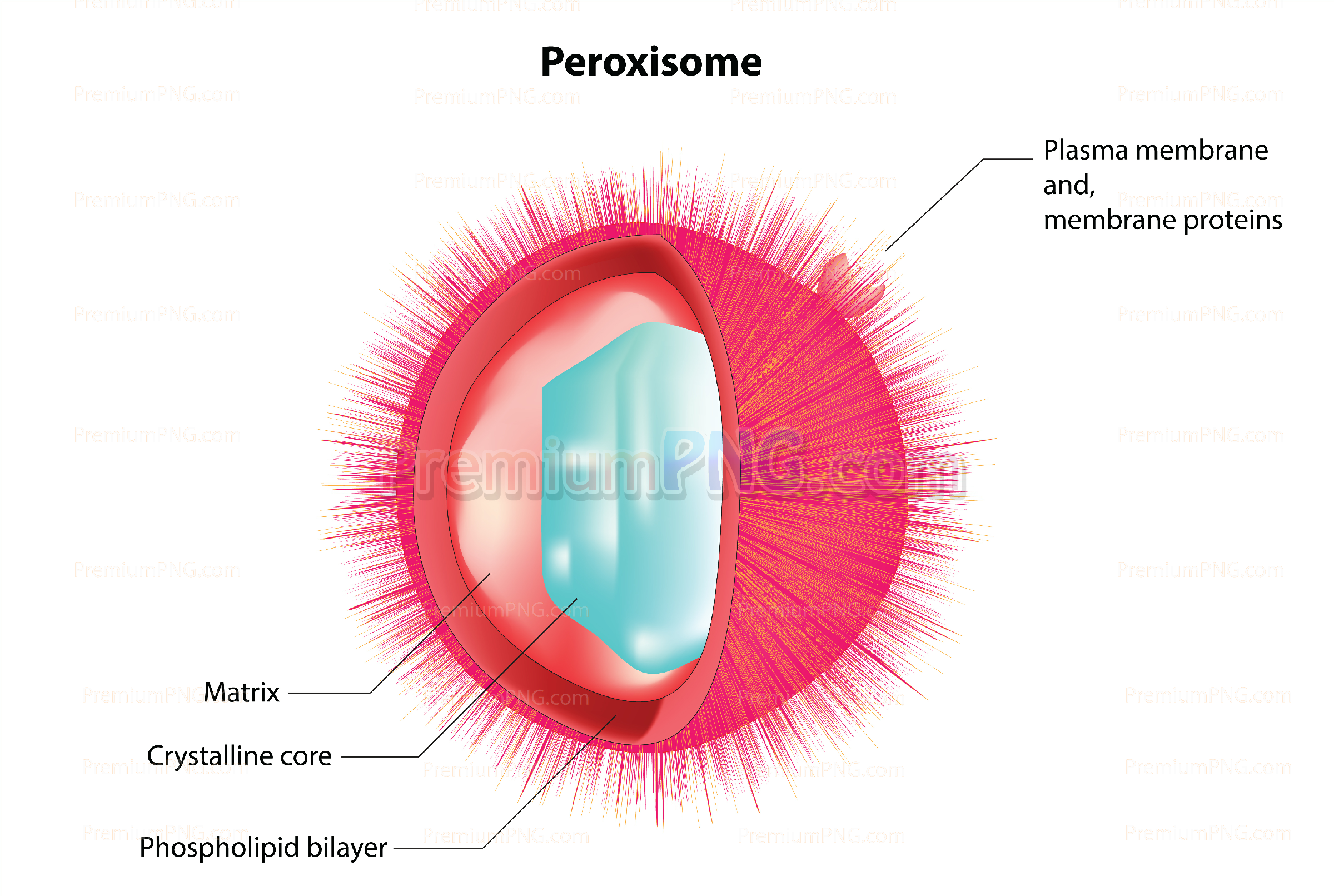 peroxisomes vector eps